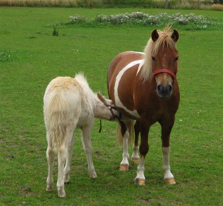 Pinto Aragon - Savnet - jaaa. Aragon skal jo prøve at legem mor. :D Foto; Astrid Caroe. billede 20