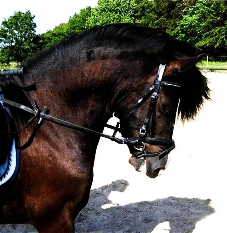 Anden særlig race Trigger (min gamle pony) billede 20