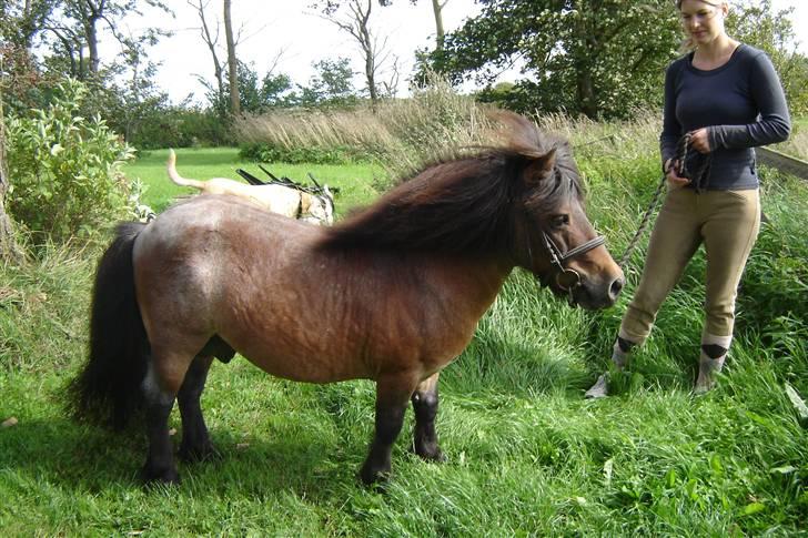 Anden særlig race Carlo - Mig & Carlo 26.8.2009 billede 14