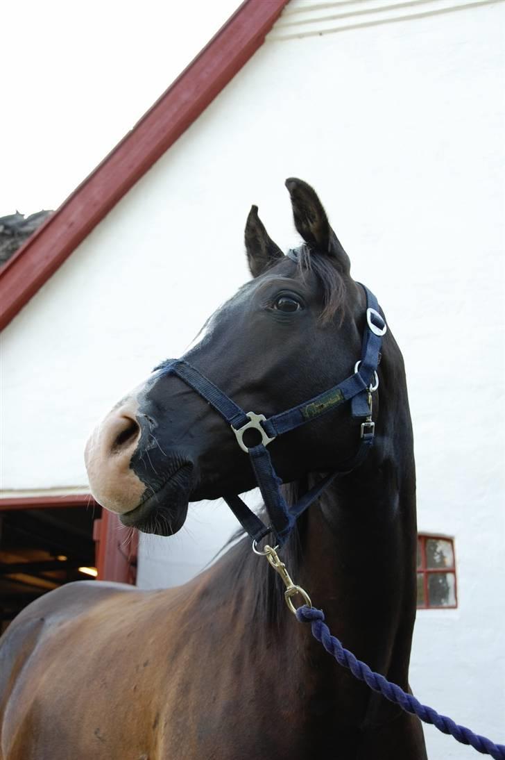 Arabisk fuldblod (OX) Kenzo *plejebarn pony* billede 1