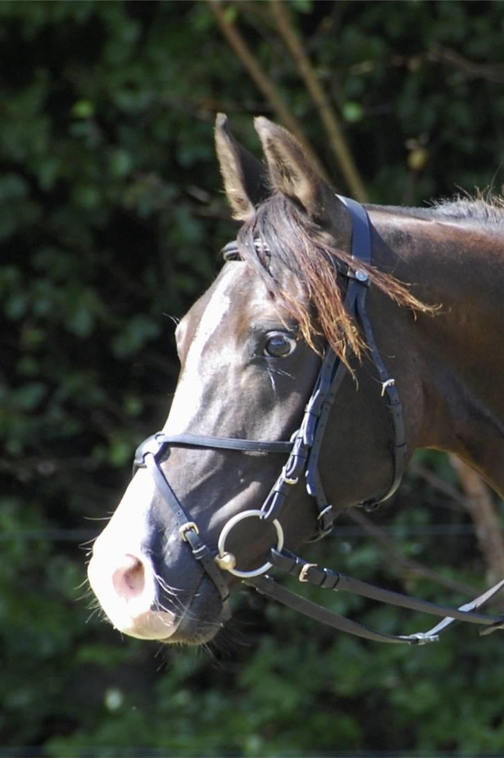 Arabisk fuldblod (OX) Kenzo *plejebarn pony* billede 2