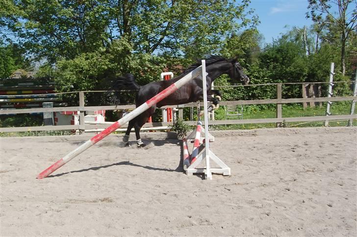 Arabisk fuldblod (OX) Kenzo *plejebarn pony* billede 3