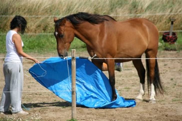 Anden særlig race Delano <3 Himmel hest <3 - Okay, det var ikke så farligt alligevel, men yderst spændene billede 13