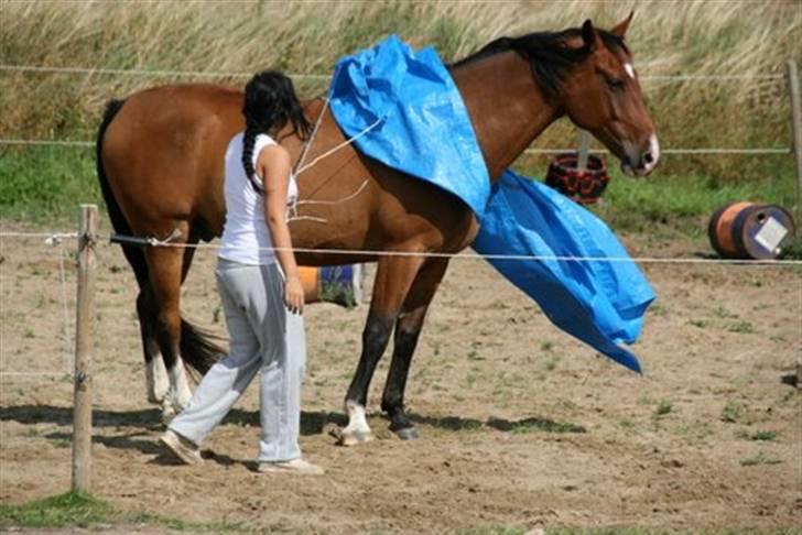 Anden særlig race Delano <3 Himmel hest <3 - Efter 5 min kunne jeg pakke Delano ind. Og han var helt kold billede 14