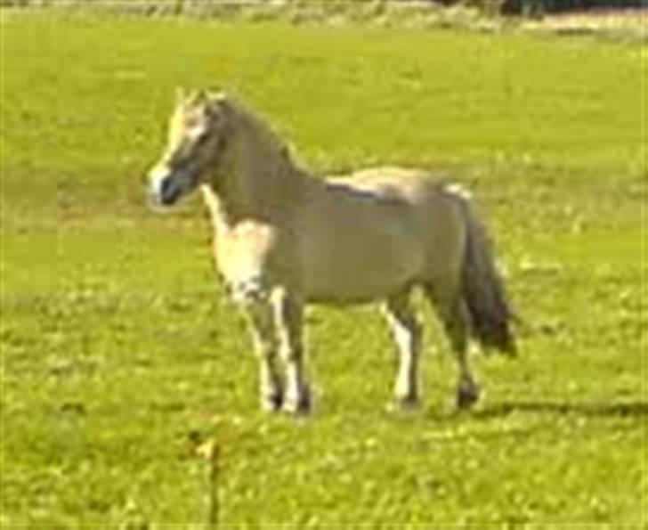 Fjordhest Tarzan<3 - Kongen over marken  (sorry kvaliteten, billedet er taget ud af en film )<3 billede 4