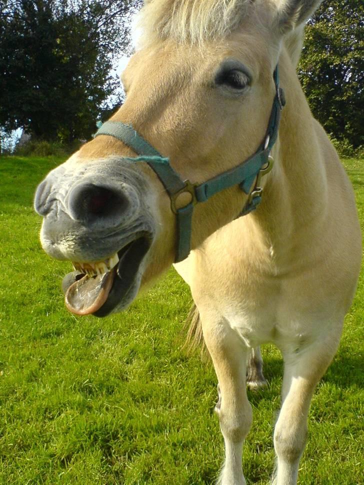 Fjordhest Tarzan<3 - Gab gab<3 billede 5