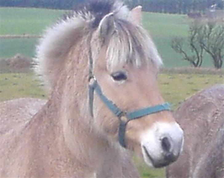 Fjordhest Tarzan<3 - Den beskidte igen.. billede 6