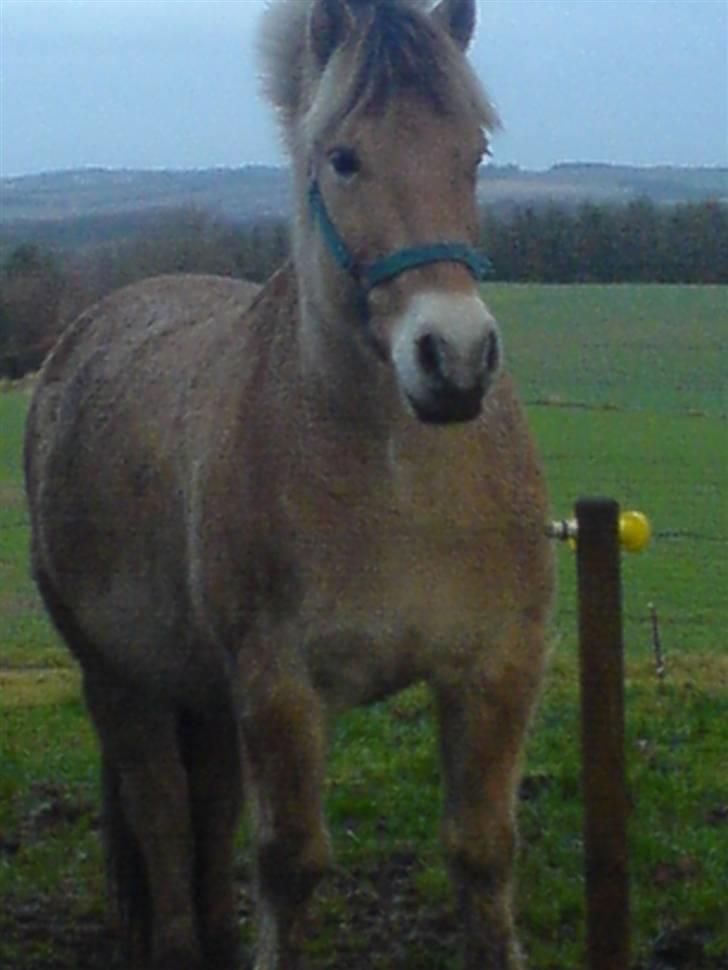 Fjordhest Tarzan<3 - Beskidte :P billede 9