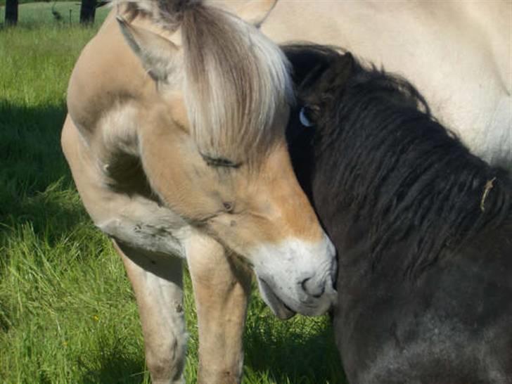 Fjordhest Tarzan<3 - Tarzan og hans gamle ven Klausen (Klausen har vi ikke mere ) :( billede 12