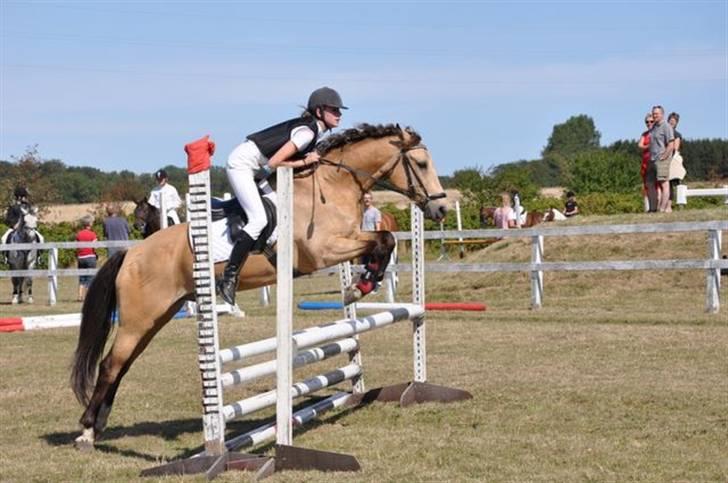 Anden særlig race baltic simba SOLGT - springstævne i nbkr ofejl i 80 cm  billede 19