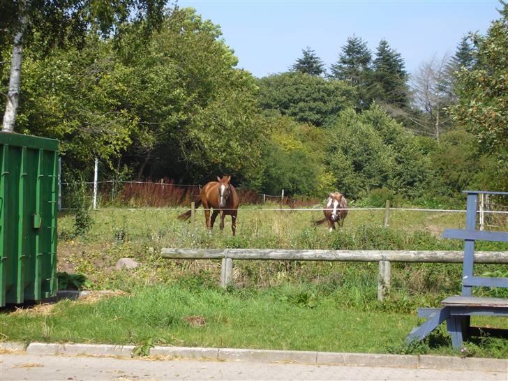 Dansk Varmblod Jack - Nyt.jack og kiwi på fold sammen:-)  billede 9