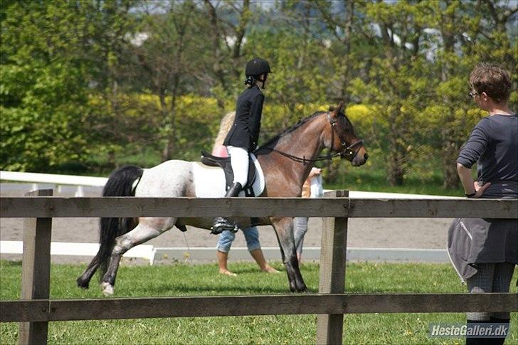 Anden særlig race Strauss (Strussen) <3 - Strauss er kendt som HARK´s tissetrold, fordi han ikke er bleg for at stille sig og tisse, hvis han en sjælden gang bliver trængende :-P billede 3