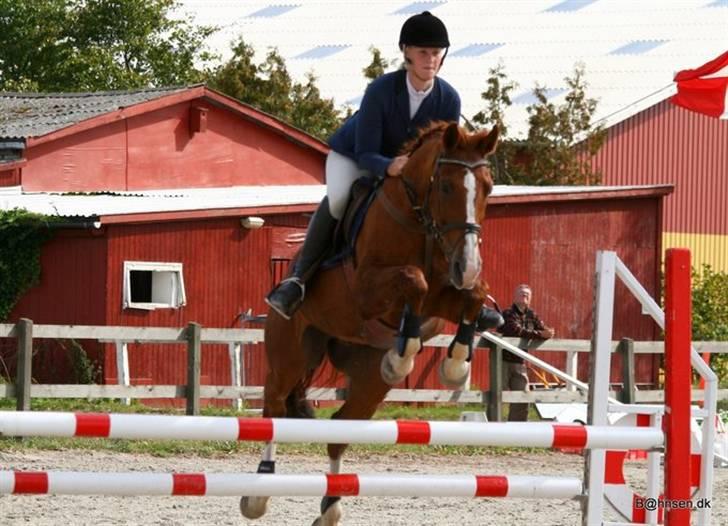 Tysk Oldenburger Andiamo 162 - Foto: Kim Bahnsen billede 1
