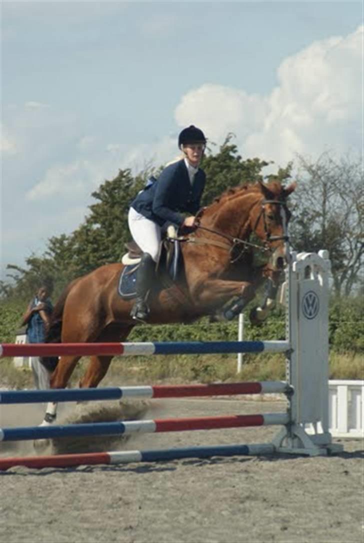 Tysk Oldenburger Andiamo 162 - Når hvor er han fin. Foto: Liv Alexandra billede 2