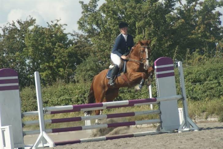 Tysk Oldenburger Andiamo 162 - Omspringning. Foto: Liv Alexandra billede 3