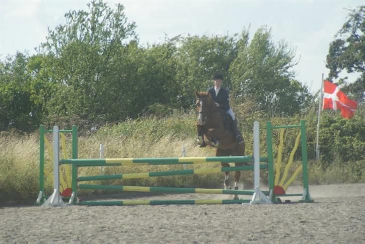 Tysk Oldenburger Andiamo 162 - Hopsa. Foto: Liv Alexandra billede 4