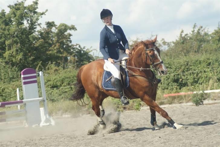 Tysk Oldenburger Andiamo 162 - Gallopski. Foto: Liv Alexandra billede 5