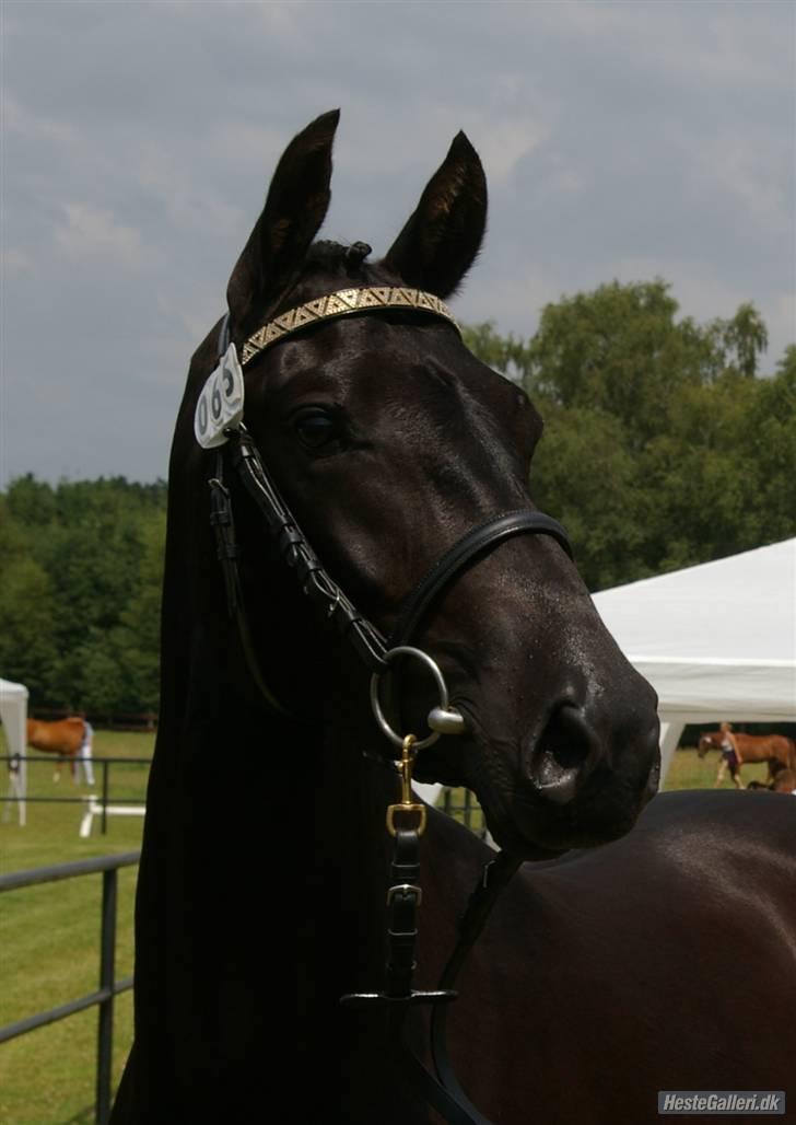 Tysk Sportspony Westendorf Harmonie *B-Pony* - Harmonie til Kåring med forrige ejer <33  billede 15