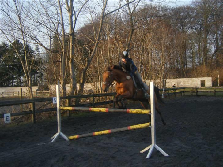 Traver Windy can SOLGT :'(  - lige efter sløjfe dressur ;D  billede 8