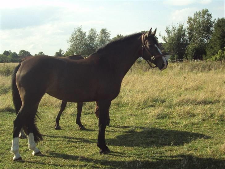 Hollandsk Varmblod Tellisto billede 11