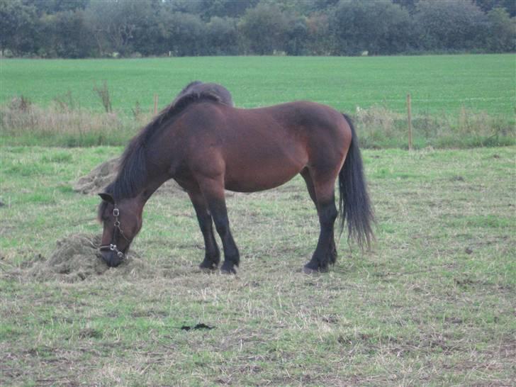 Koldblodstraver Mini Spralla / Stjärna - begyndende "bjørn" i efteråret 2009 billede 13