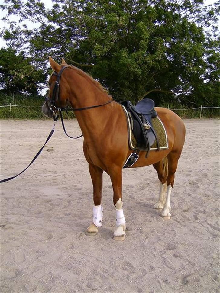 Welsh Cob (sec D) Lesto Seville - 26 august 09 billede 10