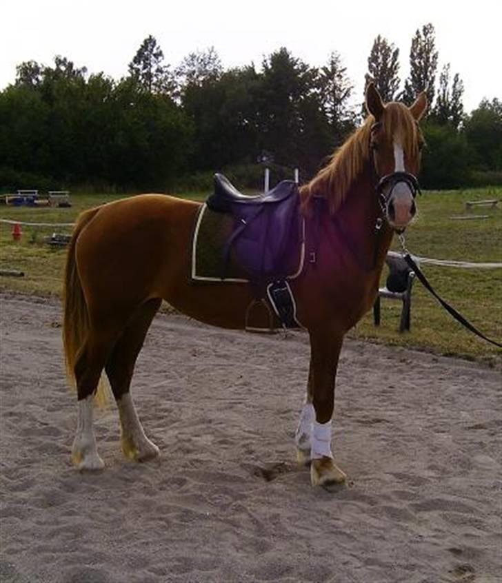 Welsh Cob (sec D) Lesto Seville - 26 august 09 billede 11