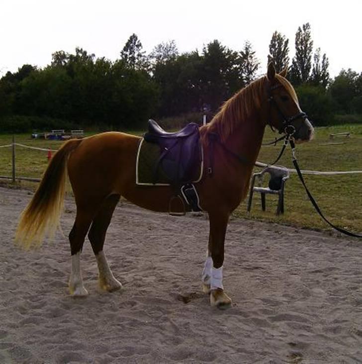 Welsh Cob (sec D) Lesto Seville - 26 august 09 billede 12