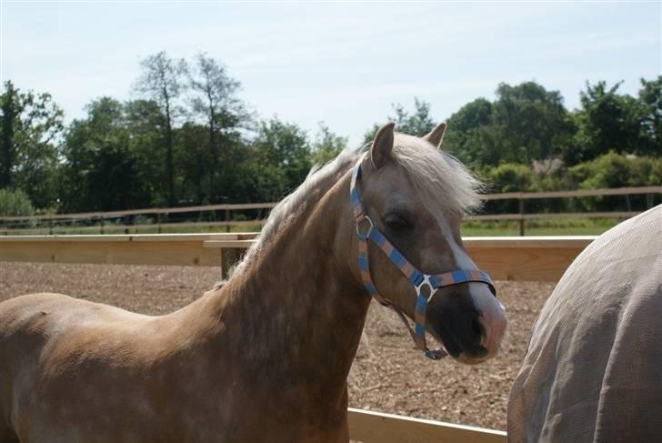 Palomino Golden Beauty billede 7