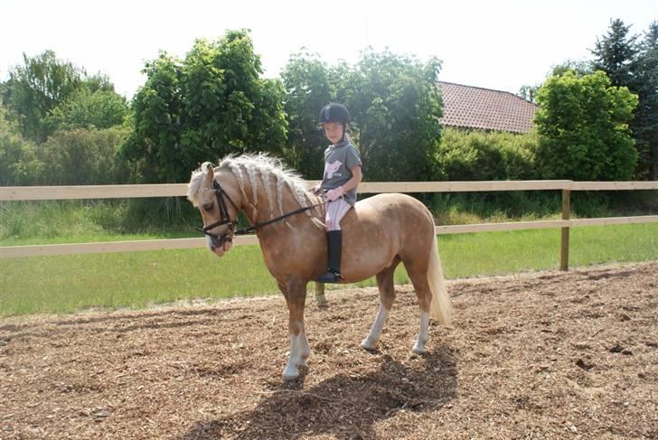 Palomino Golden Beauty billede 10