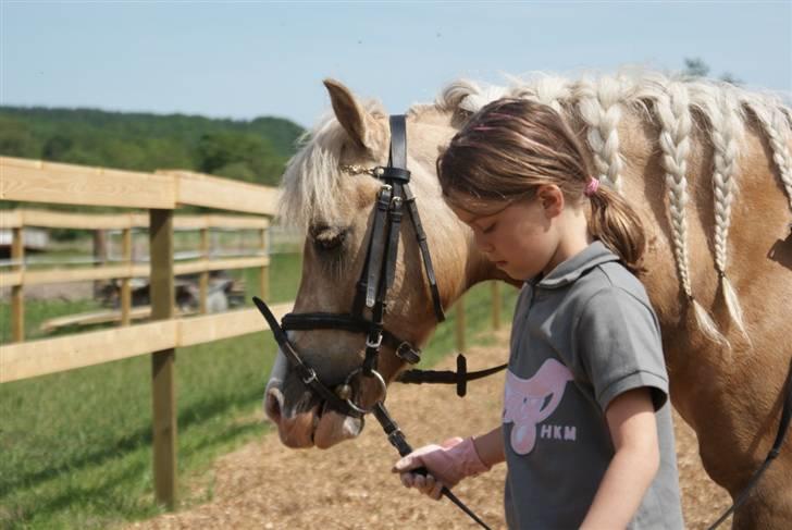 Palomino Golden Beauty billede 12