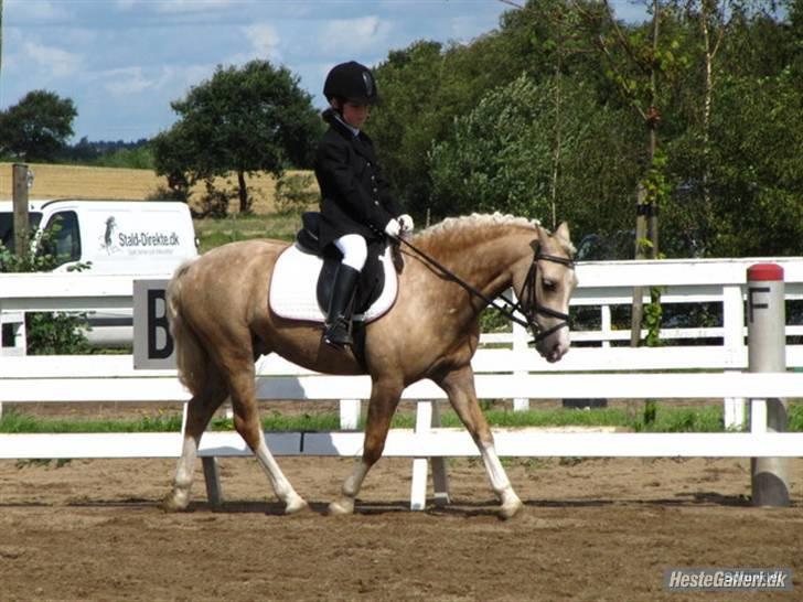 Palomino Golden Beauty billede 13