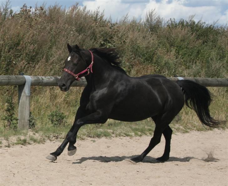 Anden særlig race Mille - Er jeg ikke lækker? August 2009 billede 10