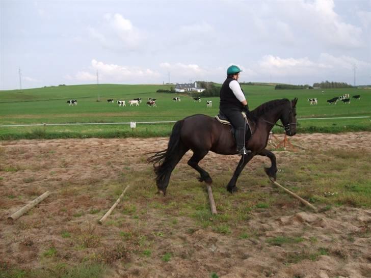 Frieser Francis B - 26/8/2009 billede 10