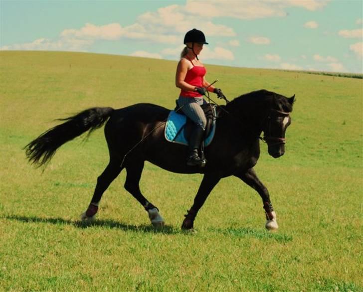 Welsh Cob (sec D) faustino billede 1