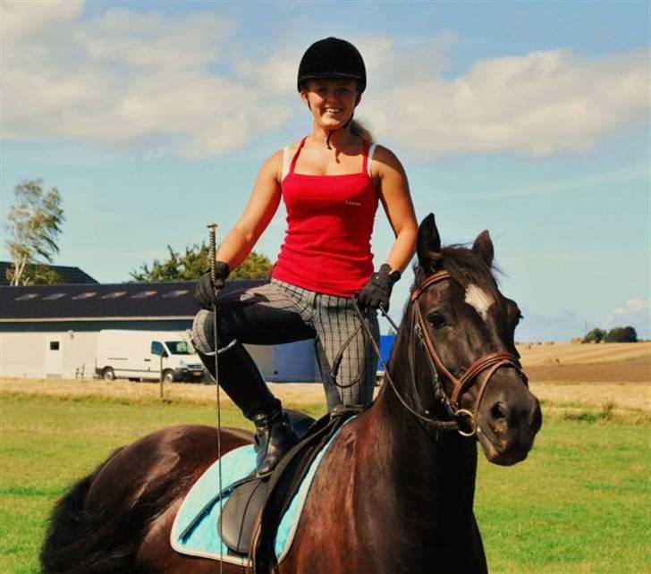 Welsh Cob (sec D) faustino billede 2