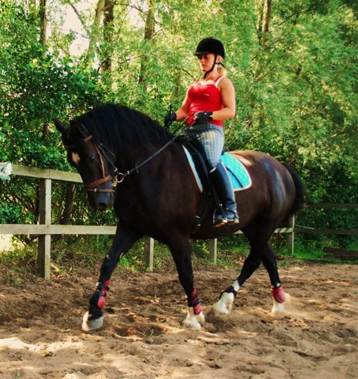 Welsh Cob (sec D) faustino billede 3