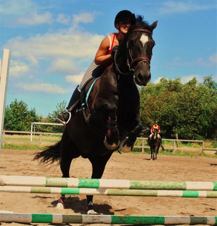 Welsh Cob (sec D) faustino billede 4