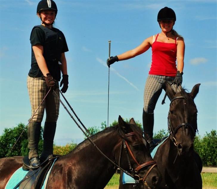 Welsh Cob (sec D) faustino billede 5