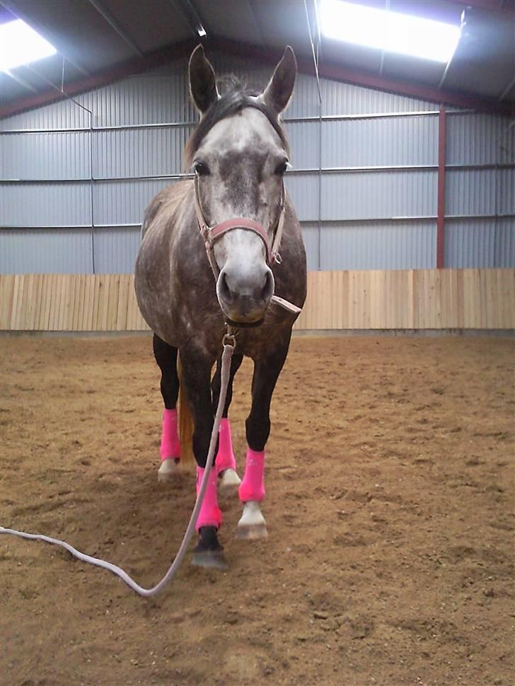 Anden særlig race Freja - Freja med hendes pink PC :-) billede 20