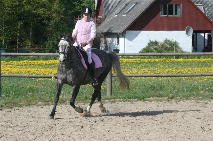 Anden særlig race Freja - Freja billede 8