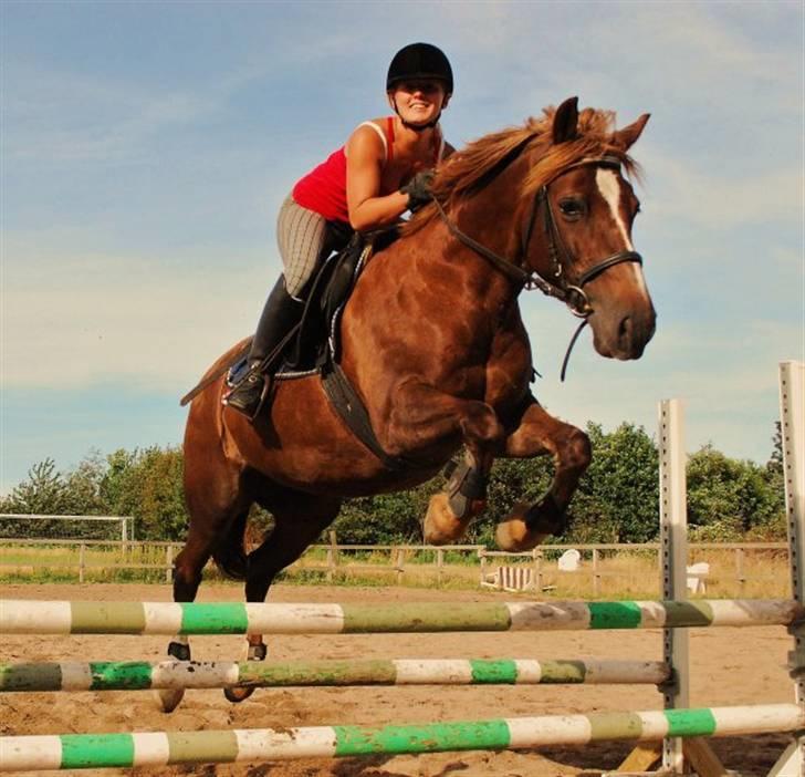 Welsh Cob (sec D) Dynamite Jackie billede 1