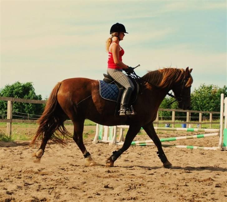 Welsh Cob (sec D) Dynamite Jackie billede 2