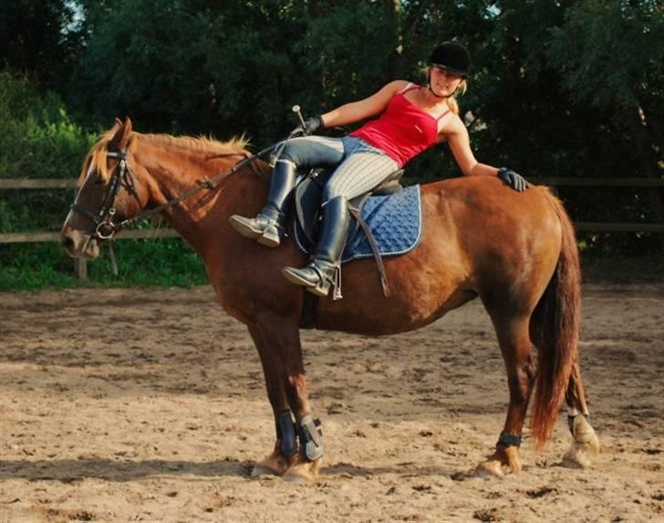 Welsh Cob (sec D) Dynamite Jackie billede 3