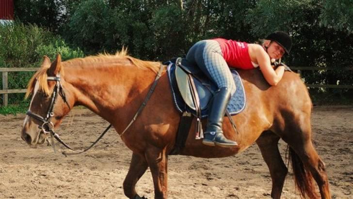 Welsh Cob (sec D) Dynamite Jackie billede 4