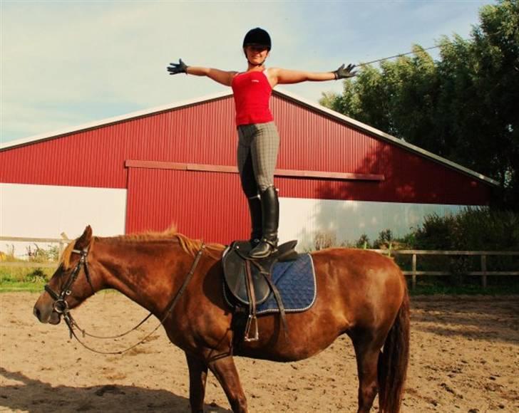 Welsh Cob (sec D) Dynamite Jackie billede 5