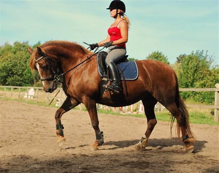 Welsh Cob (sec D) Dynamite Jackie billede 6