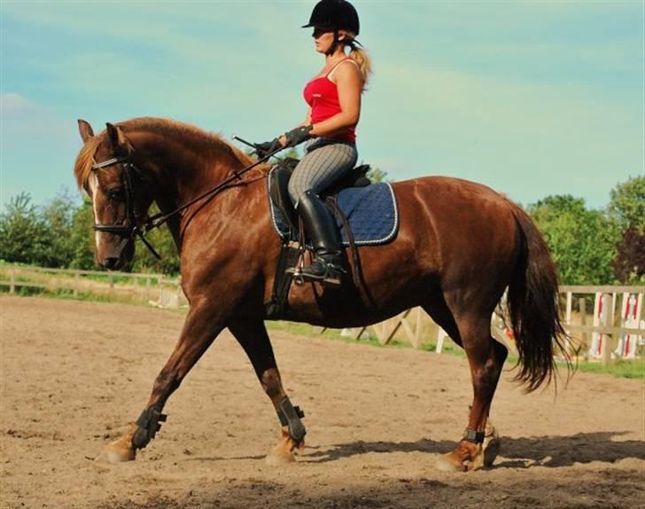 Welsh Cob (sec D) Dynamite Jackie billede 7