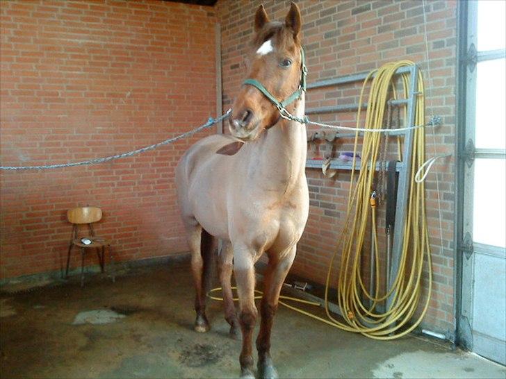 Arabisk fuldblod (OX) El Sheik Charme - Sheiken i det åh så farlige vandspiltov ;) billede 7