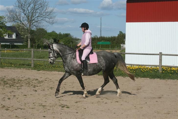 Anden særlig race Freja - Frejamusen billede 9